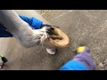 気持ちの良い裏掘り　cleaning the horse hoof in a second