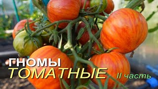 видео: Обзор сортов ТОМАТОВ-ГНОМОВ! II часть картинка: Обзор сортов ТОМАТОВ-ГНОМОВ! II часть