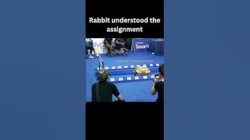 Rabbit understood the assignment
