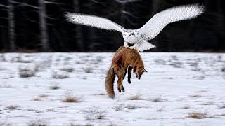SNOWY OWL ─ Harry Potter's "Mailman" Is Actually the Arctic's Most Feared Killer