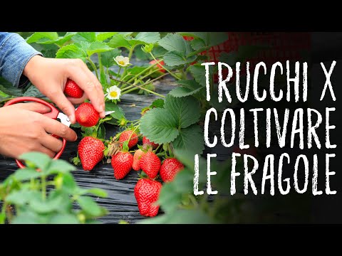 Video: Come Coltivare Piantine Di Pomodoro E Fragola