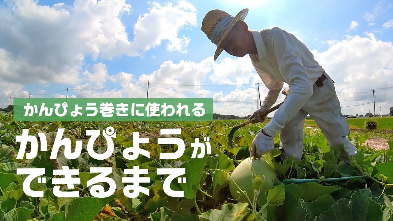 【密着取材】かんぴょう巻きに使われる『かんぴょう』ができるまで