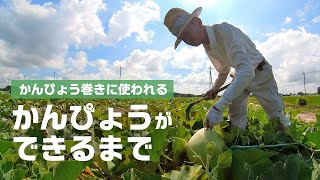 【密着取材】かんぴょう巻きに使われる『かんぴょう』ができるまで