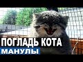 ДОБРАЛИСЬ ДО МАНУЛОВ! Как приручить манула? Как поймать дикого кота?