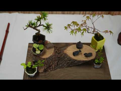 底面吸水鉢 清梅焼 変形鉢 31m7qSr8m6L._SS200_.jpg