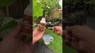 Perawatan bibit pakcoy putih setelah pindah tanam #berkebun #infarm #infarmid