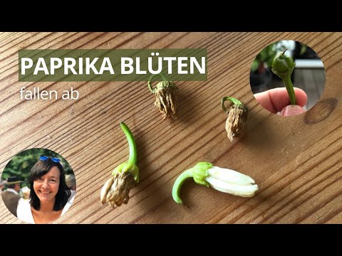 Video: Paprika fällt ab: Warum fallen Paprika von der Pflanze?