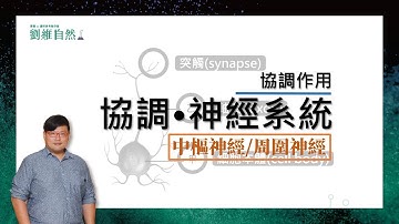 |生物教學|108課綱|神經系統|反射作用|協調作用|國中生物  (Nervous System | Reflex Action | Coordination Action)