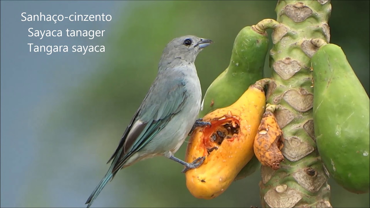 Sanhaço no mamoeiro  (Tangara sayaca)