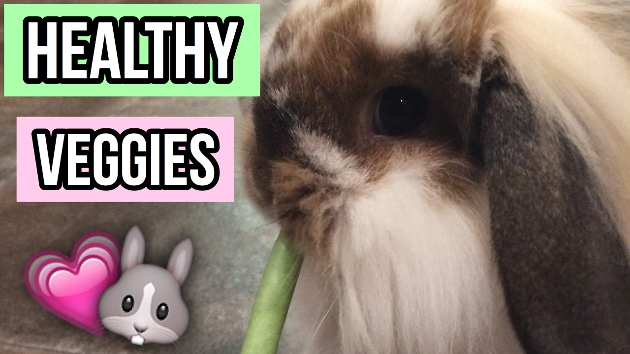 Everyday healthy vegetables for rabbits!