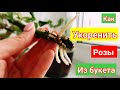 Как укоренить розы🌹 из букета. ЭКСПЕРИМЕНТ с черенками