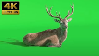 022 - Green Screen | Chroma Key | Animal 4K | Deer