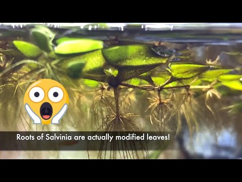 Video: Floating Ricciocarpus - Cov Ntxhuav Zoo Kawg