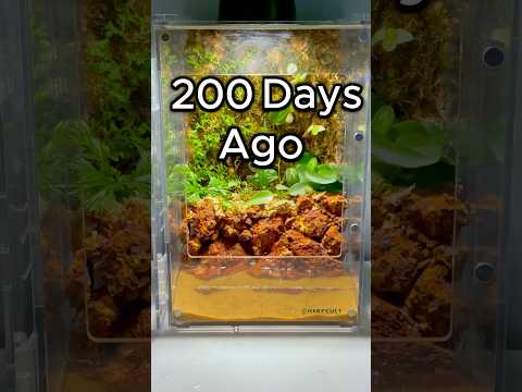 I Can't Believe My Paludarium Is This Overgrown!