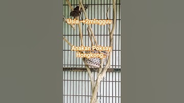 Poksay Hongkong #poksayhongkong #anakburung #burung #kicaumania #birds #2025