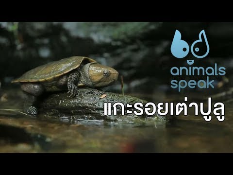 วีดีโอ: เต่ามะกอก: ลักษณะ วิถีชีวิต และจำนวนสัตว์