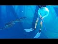 SPEARFISHING Offshore OIL RIGS w/ Mullet Man! Gulf of Mexico! {Cobia, Snapper, Kingfish & More!}