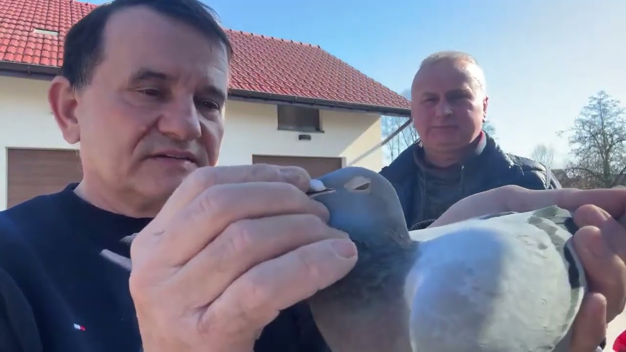 馬雷克·馬利克鴿子榮獲奧林匹克D組第一名，是世界上最好的鴿子，與奧斯卡配對。奧斯卡鴿是世界最佳鴿子，與馬雷克·馬利克配對。 +48 512 770 911