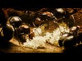 Ant queens forge an empire  empire of the desert ants  bbc earth