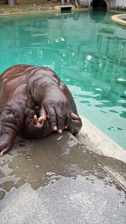 Viral Penampakan Putri Duyung Aneh Di Kolam #shorts