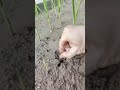 All the seedlings have grown! A stubborn element appeared! It's quite deep hidden! After p #d774b