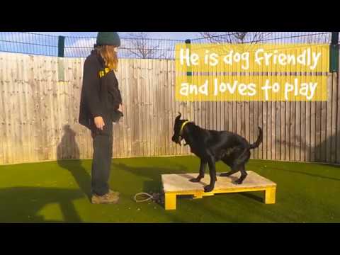 wales wisconsin Dogs Trust Basildon – Bruno