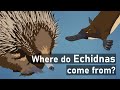 Echidnas: An Unexpected History
