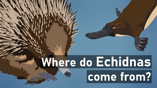 Echidnas An Unexpected History