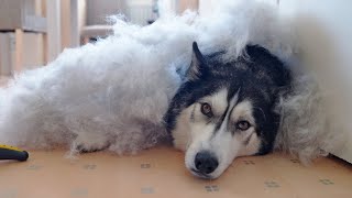 What 10 Minutes Grooming My Husky Looks Like! #shorts