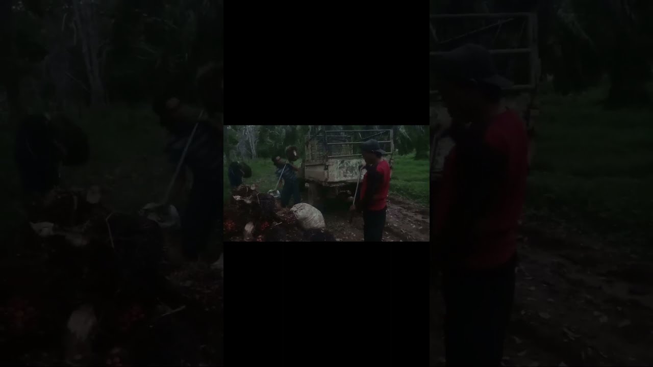 CARA ANGKAT SAWIT YANG BENAR