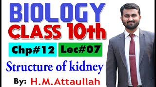 Structure of Kidney  | Chapter # 11 | Biology Class 10th | Lec.# 7