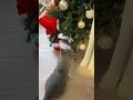 크리스마스 트리에 냥냥펀치 #고양이 #브리티쉬숏헤어 #ねこ動画 #ブリティッシュショートヘア #이것이트리다냥 #산타냥