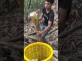 Landscape harvest bamboo shoots #bamboo #satisfying #agriculture