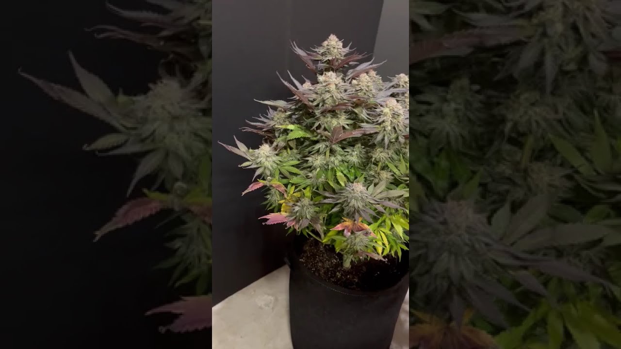 🔥 🌴Jungle Lava by Original Sensible Seeds  