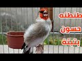 طنطنه ونداء وبتبتة أنثى الحسون لتجهيز الذكور والإناث بعد غيار ريش #goldfinch_song