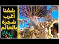 يوسف في سقطرى | Socotra | الجزء الثالث