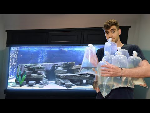 Video: Sådan køber du ferskvands akvariefisk