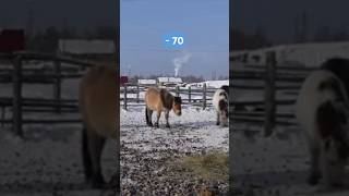 One day of family in the coldest place of Earth  | Yakutia, Siberia #yakutia #siberia