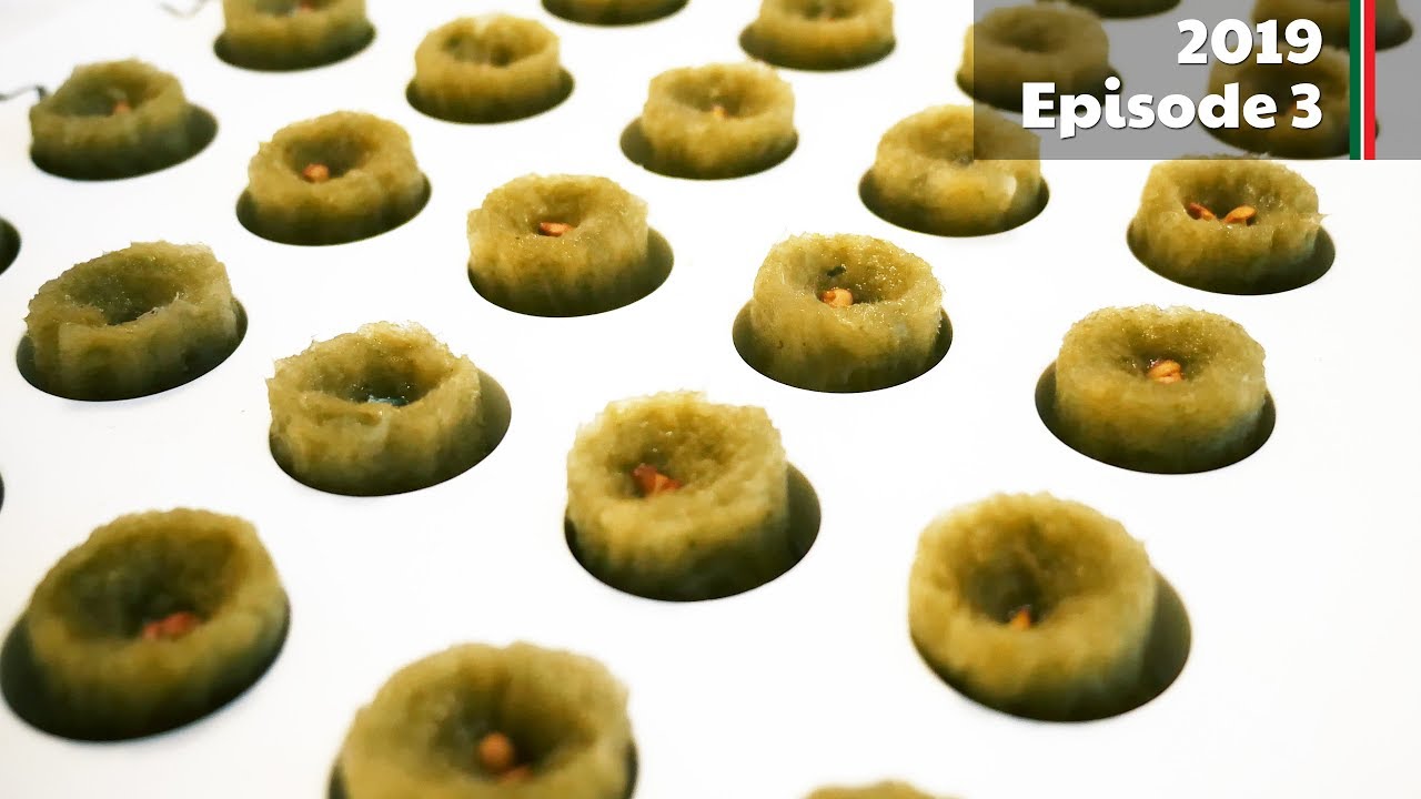 Chilli Challenge Announcement and starting my 2019 seeds! (2019.E03 Garden Updates)