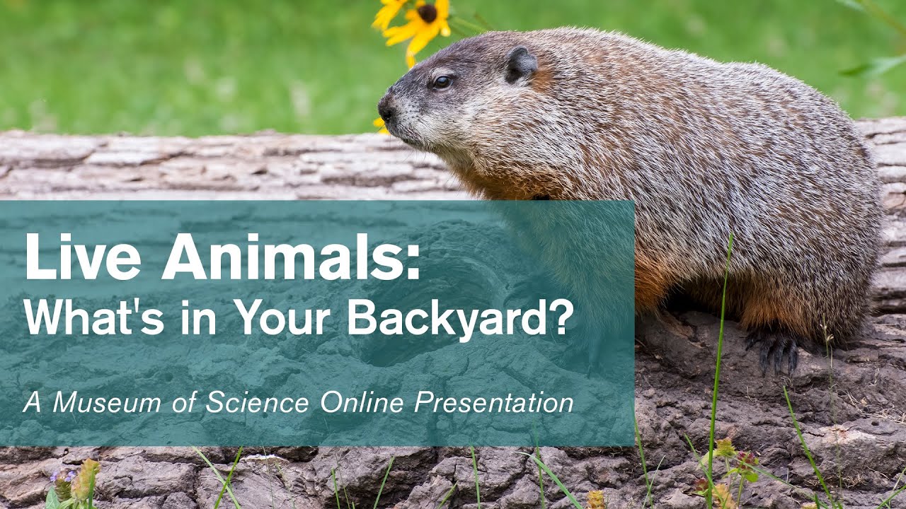 Live Animals Whats In Your Backyard 11 13 2020 Youtube