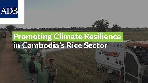 Promoting Climate Resilience in Cambodia’s Rice Sector