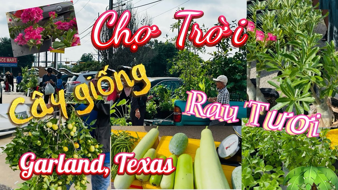 Chợ trời có bán nhiều cây giống, rau tươi xanh tốt từ nhà vườn của người Việt ở Mỹ in Garland Texas.