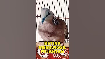 Tekukur Betina Memanggil Jantan ‼️