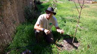 Setting up drip irrigation for fruit trees (how to set it up & for how long)