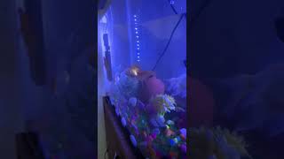 #turtle #fish #reeflife #fishing #megaquarium #aquarium #funny #fishaquarium #beach #fishbowl