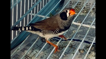 Zebra Finch Breeding "Too Many Babies"