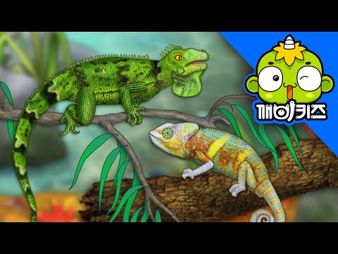 이구아나와 카멜레온 | 자연관찰 | 과학도감 | 파충류 탐험 | 깨비키즈 KEBIKIDS