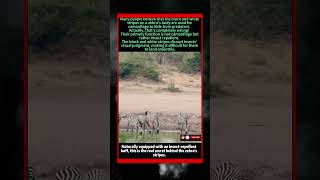Zebra Stripes Aren’t For Camouflage — The Real Reason Shocks You#animals #wildlife