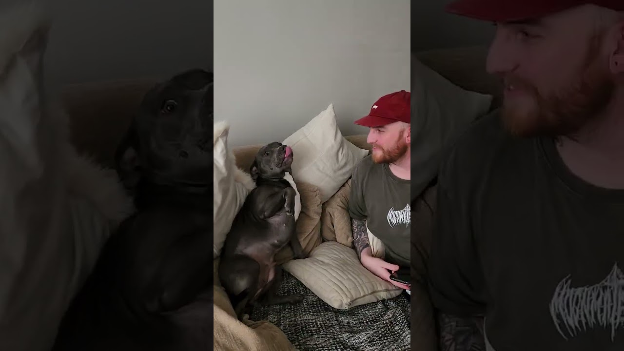 Endlessly Energetic Dog Seeks Affection Through Playful Kisses