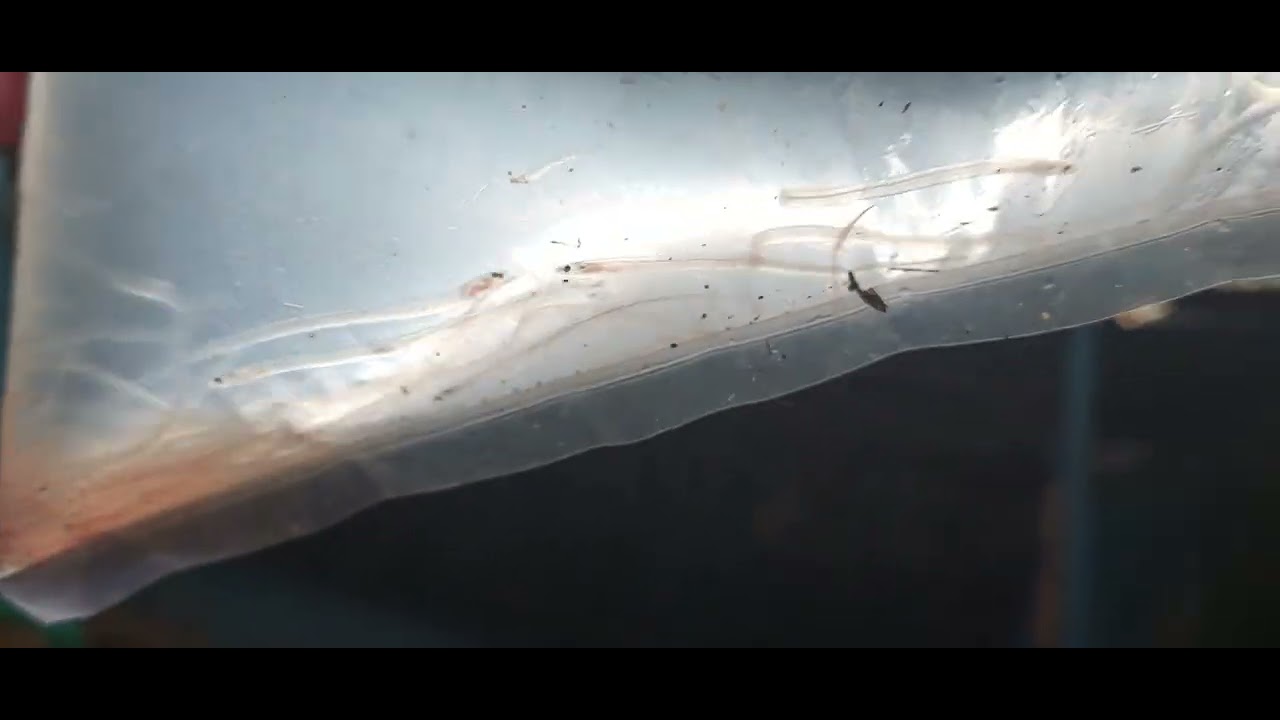 BI COLOR EEL FRY GLASS EEL YouTube